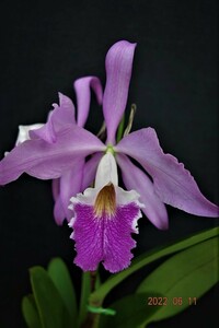 洋蘭原種カトレア C.wallisii (eldorado) splash 'Sparta' (SM/JOGA) X s/alba flamea ’Caorapo’ の分け株です