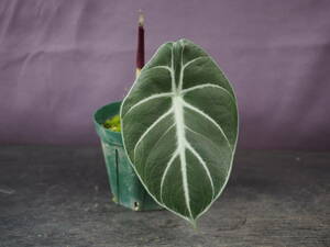 アロカシア 'Mark Campbell' (Alocasia 'Mark Campbell')