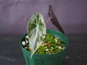 アロカシア スーヒルマニアナ (Alocasia suhirmaniana) 