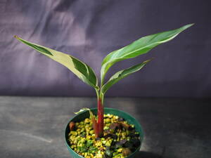 ヘリコニアsp. 'Red flower variegated' (Heliconia sp. 'Red flower variegated')