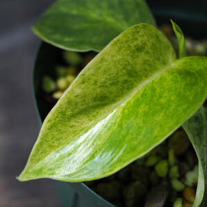 フィロデンドロン ギガンチウム (Philodendron giganteum variegated)の画像4