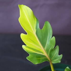 フィロデンドロン ザナドゥ 黄斑 (Philodendron xanadu 'yellow variegated') の画像2