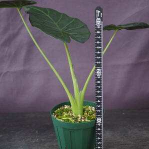 アロカシア 'Regal Shields' (Alocasia 'Regal Shields')の画像3