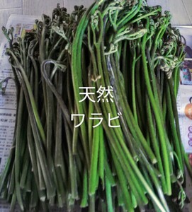 岩手県産　天然　ワラビ　500g