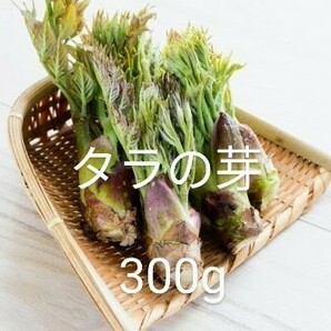 岩手県産 天然 たらの芽 300gの画像1