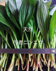 岩手県産　天然　行者ニンニク　250g