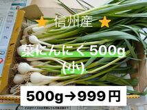 葉にんにく（小）500g 長野県産　信州　産地直送_画像1