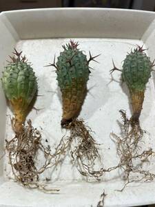 ユーフォルビア　群星冠　3株セット　多肉植物 