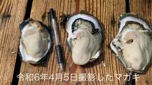 【訳あり】九十九島かき　6キロ（滅菌処理済み）　真牡蠣　殻付き牡蠣（8個〜11個/kg）_画像3