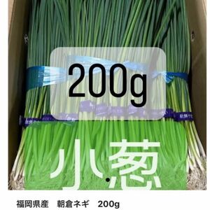 福岡県産　小葱　200g 1人限定