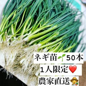 福岡県産　ネギ苗50本　1人限定