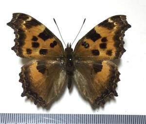 * butterfly specimen Taiwan new bamboo prefecture production hiodosichou* collection goods *