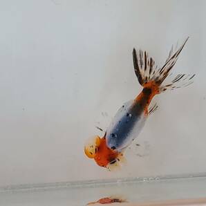 キャリコ水泡眼J 鑑賞魚 金魚 中国産 二歳魚 の画像10