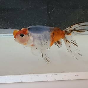 キャリコ水泡眼J 鑑賞魚 金魚 中国産 二歳魚 の画像3