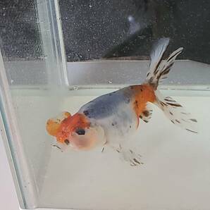 キャリコ水泡眼J 鑑賞魚 金魚 中国産 二歳魚 の画像1