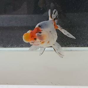 キャリコ水泡眼J 鑑賞魚 金魚 中国産 二歳魚 の画像5