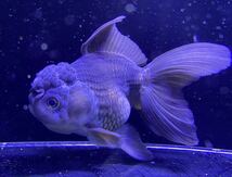 極上美金魚　トリコロールオランダ獅子頭　約１０センチ♪将来期待超大♪めっちゃ綺麗なトリコロールちゃん♪_画像4