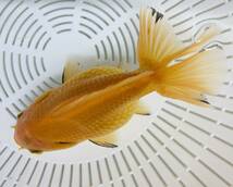 極上美金魚　トリコロールオランダ　約11センチ♪将来期待超大　ご覧の生体はお届けします_画像3