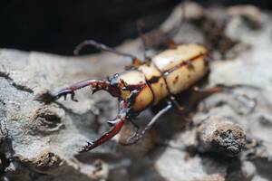 カネギエーテルノコギリクワガタ 新成虫ペア