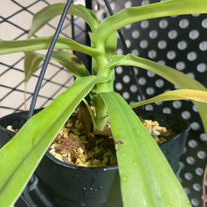 nepenthes ventricosa ネペンテス ベントリコーサ クリーム系 食虫植物の画像4