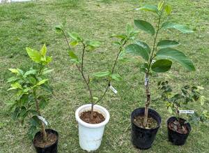 熱帯果樹苗木４種類　アメイシャ　＋　シャカトウ　＋　アテモヤピンクスマンモス接木苗　＋　ジャボチカバ（四季なり）　送料込み
