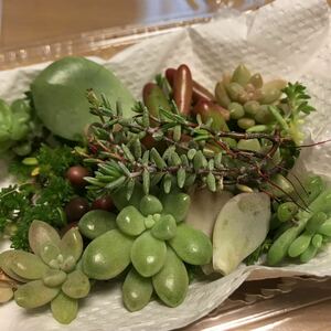 多肉植物カット苗