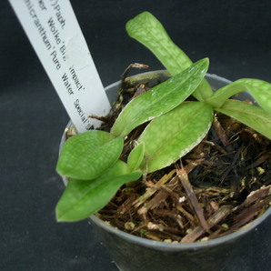 洋蘭パフィオPaph.(Wossner Wolke'Big Impact'x micranthum'Pure Water Special')3本入CP 期待のピンク系パービ交配の画像3