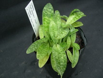 洋蘭パフィオPaph.delenatii f.album('Cygnus'BM/JOGA x 'Grand Style'SBM/JOGA)小7本入CP_画像4