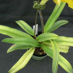 洋蘭パフィオPaph.(Miya King Top x armeniacum)花付1の画像3