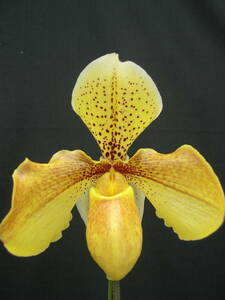 洋蘭パフィオPaph.(Miya King Top x armeniacum)花付2