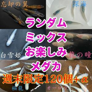 週末限定　ミックス　ランダム　お楽しみ　めだか　有精卵　120個+α　送料無料