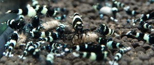 * black bee shrimp 20 pcs * size approximately 0.8cm~ approximately 1.8cm