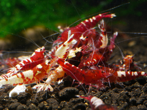 * red fancy Tiger shrimp 10 pcs * size approximately 0.8cm~ approximately 1.8cm