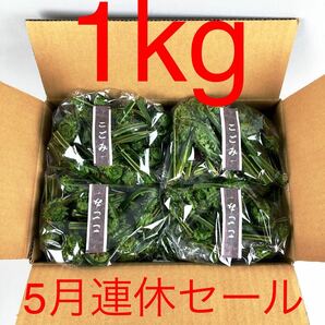 【5月連休セール】こごみ10セット【新潟県十日町市産】1ｋg(100g×10)