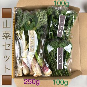 【山菜セット】こごみ200g・うど250g【新潟県十日町市産】★50㎝前後のうど