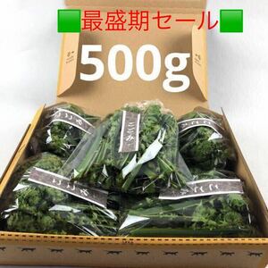 こごみ5セット【新潟県十日町市産】500g(100g×5)⑨