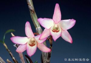 セッコク【月輪】長生蘭　山野草