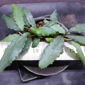 Bucephalandra sp.”Aurora” KN便 水上葉 ブセファランドラ sp オーロラの画像3