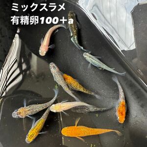 メダカ 高級ミックスラメ 有精卵100＋a