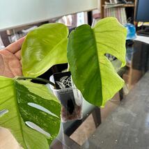 UJ Monstera deliciosa var borsigiana cv cebublue mint モンステラ　セブブルーミント_画像9