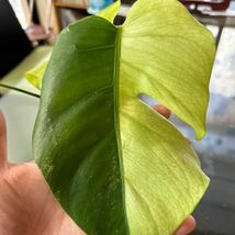 UJ Monstera deliciosa var borsigiana cv cebublue mint モンステラ　セブブルーミント_画像5