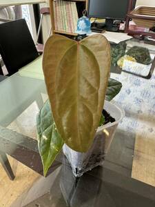 UJ Anthurium ‘portillae indo’(seedlings)アンスリューム　ポルティアエ　インドネシアフォーム