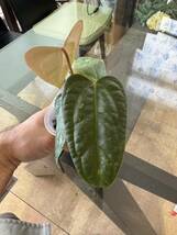 UJ Anthurium ‘portillae indo’(seedlings)アンスリューム　ポルティアエ　インドネシアフォーム_画像4