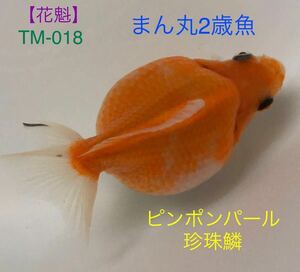 【花魁】TM-018 ピンポンパール《珍珠鱗》2歳魚/9㎝（動画有り）