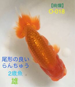 【絢爛】O-018 らんちゅう2歳魚/雄《尾形が良い》（動画有り）