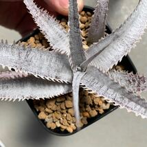 ディッキア Dyckia White ghost 発根済み_画像7