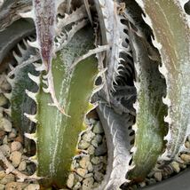 ディッキア Dyckia Kelly 親株_画像5