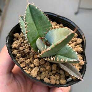 アガベ チタノタ Agave Titanota Blue 実生の画像3