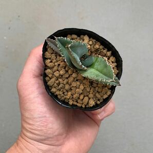 アガベ チタノタ Agave Titanota Blue 実生の画像8