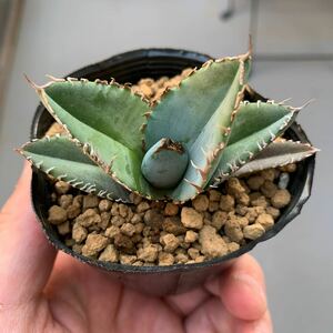 アガベ チタノタ Agave Titanota Blue 実生